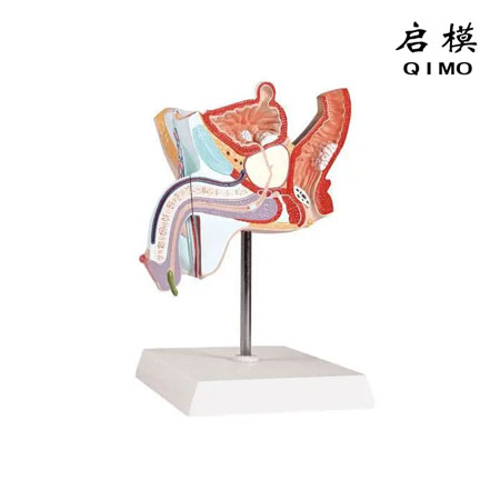 J1717B男性泌尿生殖系统疾病模型
