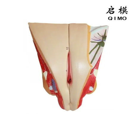 J1718女性生殖器官结构模型