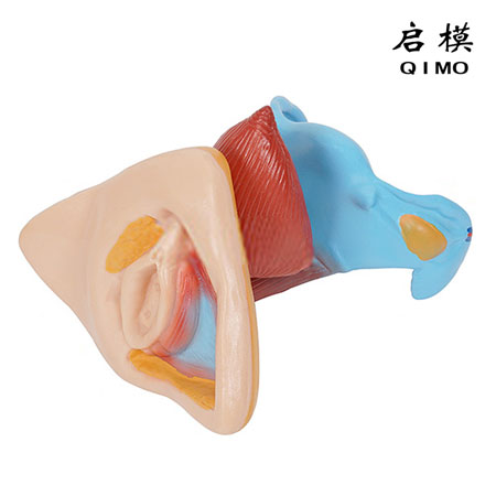 J1719女性内外生殖器解剖模型