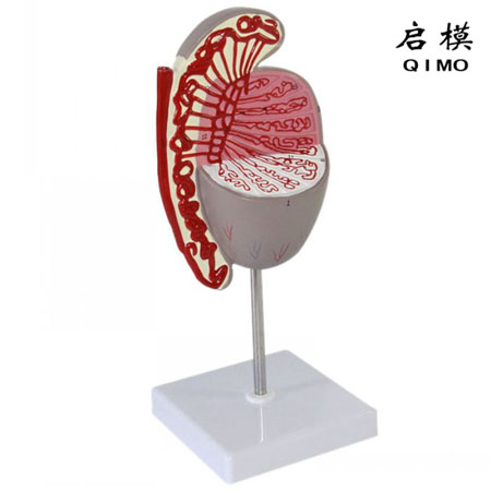 J1723睾丸解剖放大模型