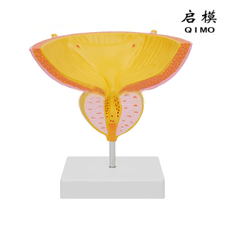 J1727男性膀胱前列腺冠状切模型