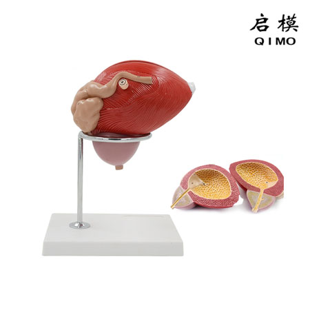 J1725膀胱前列腺放大模型（带数字标识）