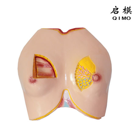 J1728乳房解剖模型