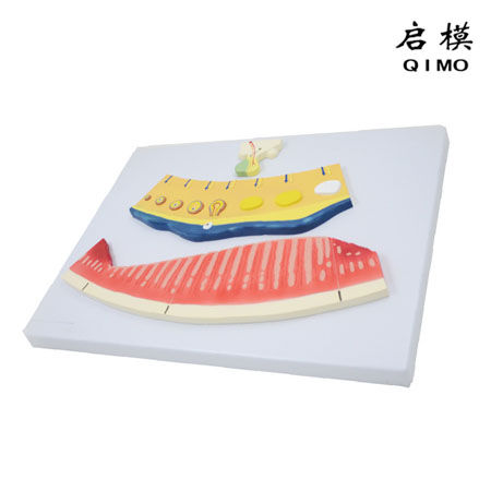 J1734月经周期模型