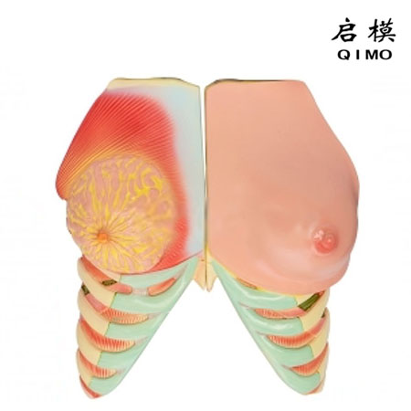 J1728A女性乳房解剖模型
