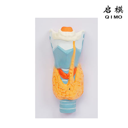 J1736甲状腺模型