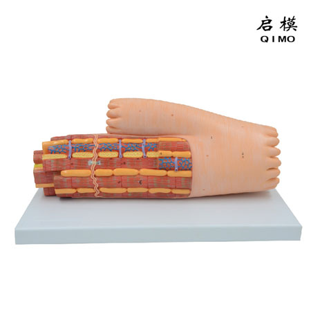J1408心肌纤维超微结构模型