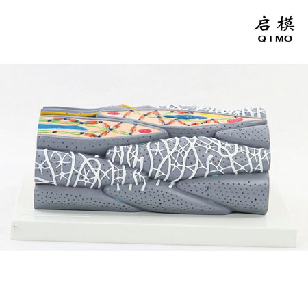 J1408A平滑肌纤维模型