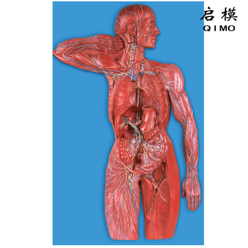 J1409淋巴系统模型