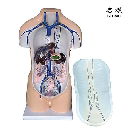 J1412门静脉系模型