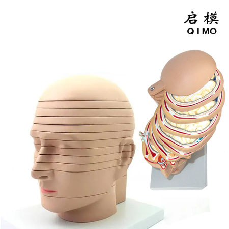 J1611人体头颈部横断断层解剖模型（12片）