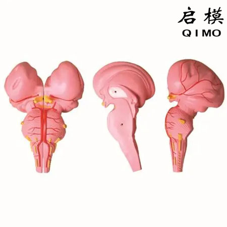 J1616脑干放大模型