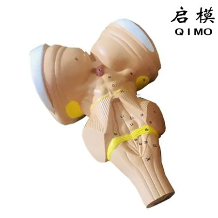 J1616A脑干放大模型（带数字标识）