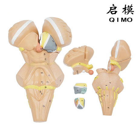 J1616D脑干及下丘脑核团模型