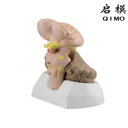 J1616E第四脑室脉络组织和脉络丛模型