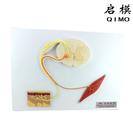 J1623脊髓的功能模型（反射弧神经传导模型）