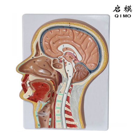 J1627头部正中矢状切面模型