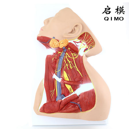 J1638颈部中层神经解剖模型