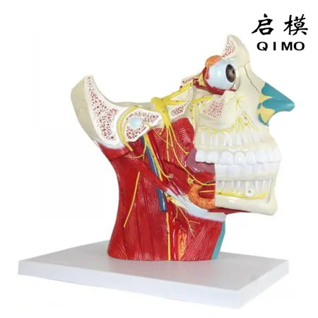 J1640脑神经在头颈部分布模型（十二对脑神经）