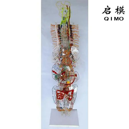 J1646植物性神经立体模型（附总论）