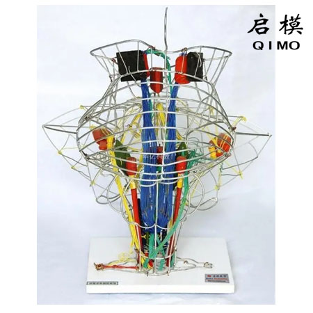 J1648脑干脑神经核传导束