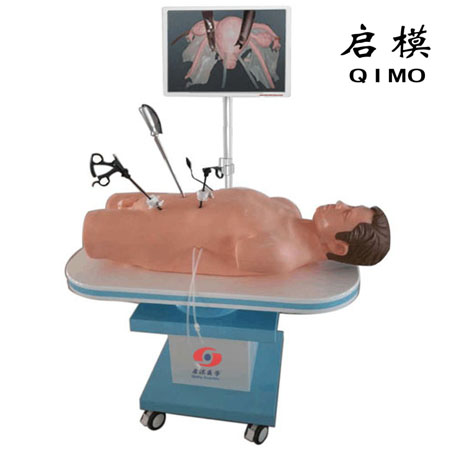 高仿真腹腔镜手术技能训练人体模型