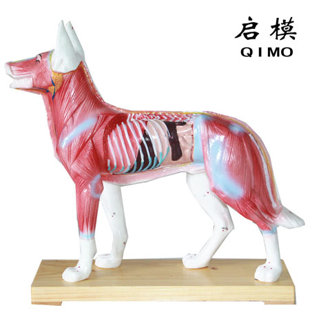 狗体针灸模型（犬体针灸模型）