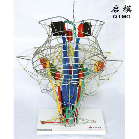 J1648E脑干脑神经核及脑神经