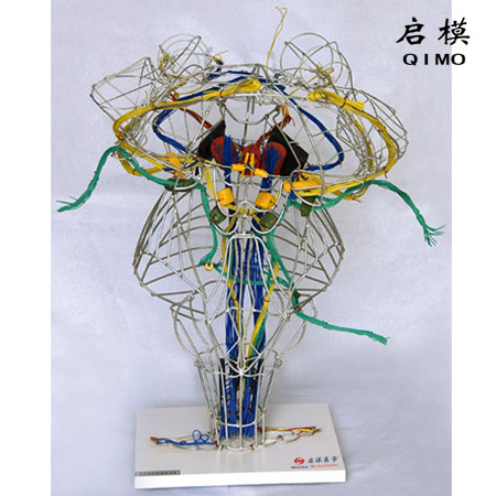 J1648D视听觉和深感觉传导束