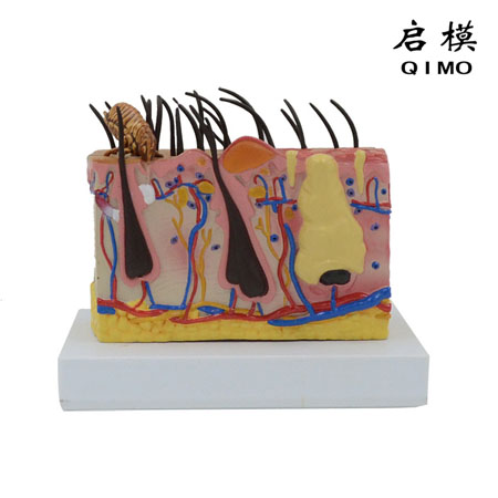 S1301狗（犬）皮肤模型